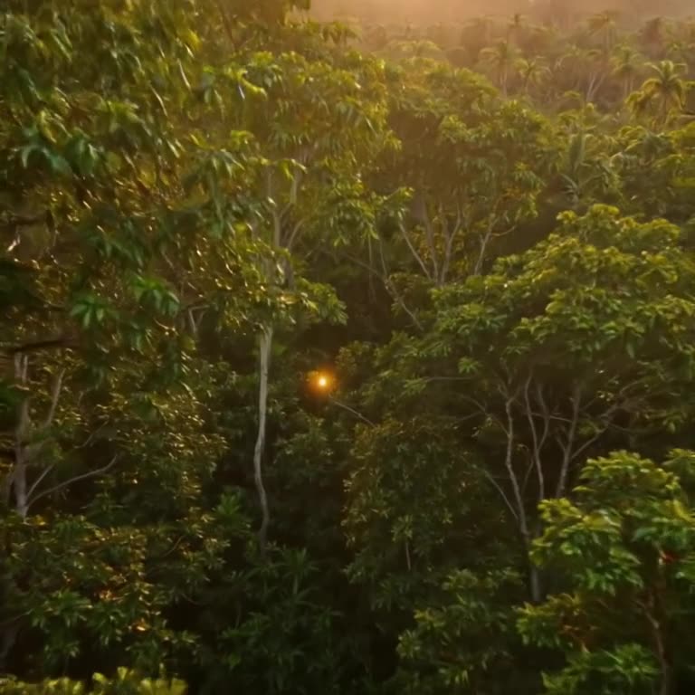 A drone shot descends through lush rainforest trees to a single, glowing fruit on a branc…