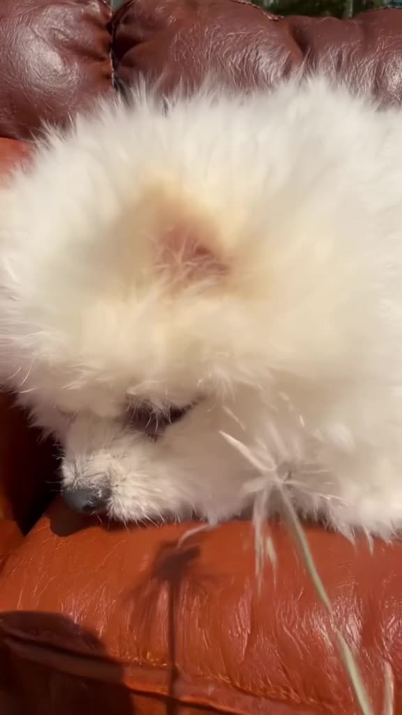 A fluffy white Pomeranian lies on a high-end leather sofa, pretending to be asleep but tw…