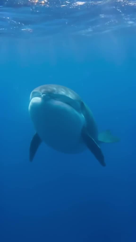 A narwhal swims gracefully through clear blue arctic waters, its tusk catching sunlight r…
