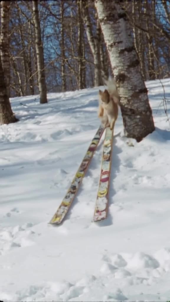 A pair of skis leans against a birch tree. Suddenly, a squirrel jumps onto one ski and pu…
