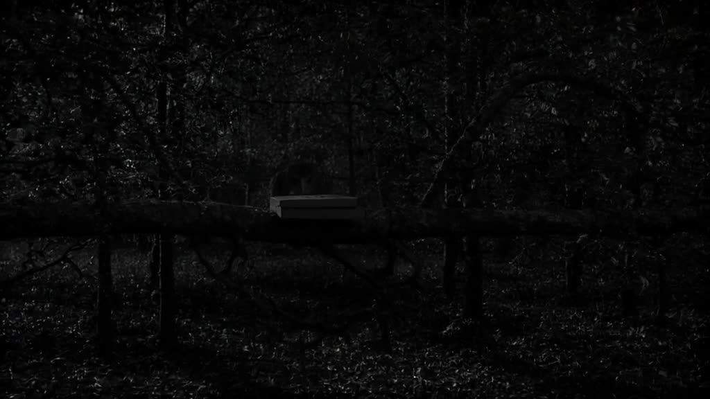 A owl hoots at a pizza delivery box on its branch. The box opens itself, revealing a perf…
