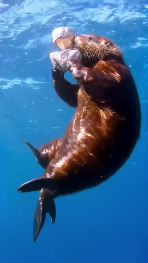 A playful sea otter floats on its back, juggling three polished sea shells with impressiv…
