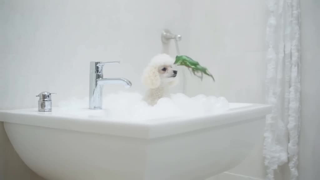 A minimalist white bathroom features a poodle in a bubble bath. A frog jumps in, creating…
