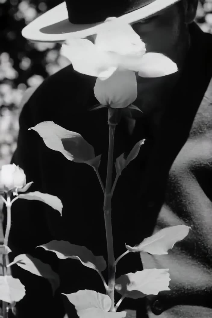 Noir style black and white garden. A single rose blooms in reverse, petals flying back in…