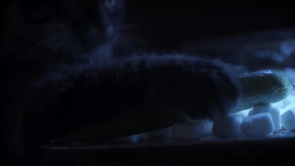 Close-up of a cat’s paw gently touching a long, cold cucumber on a tray of marshmallows. …