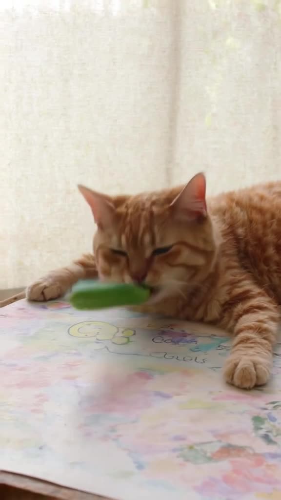A ragdoll cat lies sprawled across a 'Q3 Goals' whiteboard. A cucumber is placed on its n…