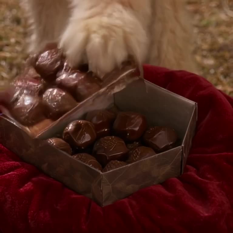 A box of chocolates sits on a velvet pillow. A paw sneaks in and steals one. The box is n…