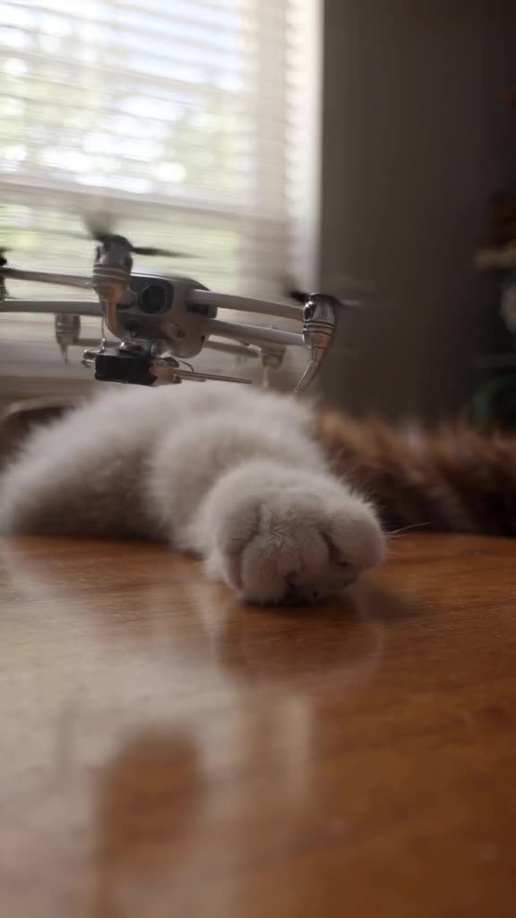 Close-up of a cat’s paw resting on a wooden table. A drone hovers just above the paw. The…