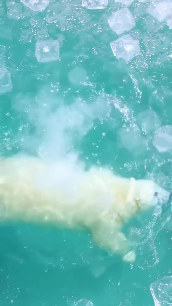 A polar bear swims through water that is actually clear soda with floating ice cubes made…