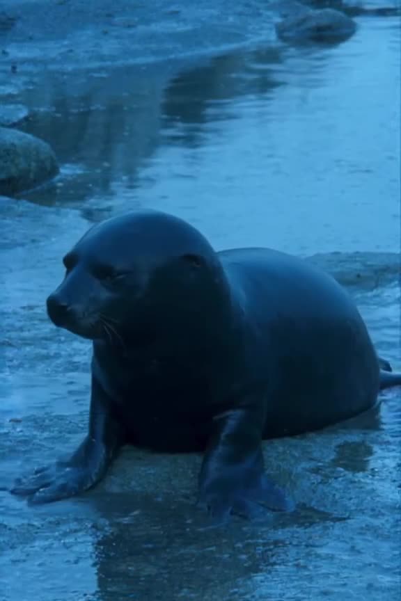 A baby seal barks silently while sliding on a wet rock, looking embarrassed. Cool blue to…
