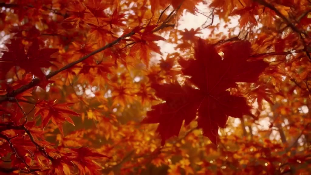 A single fallen maple leaf detaches from a branch and glides on an invisible updraft in a…