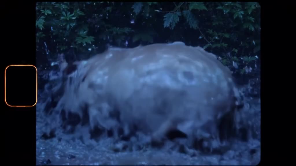 A pig rolls in a mud puddle, but the mud sparkles like stardust. It shakes off, revealing…