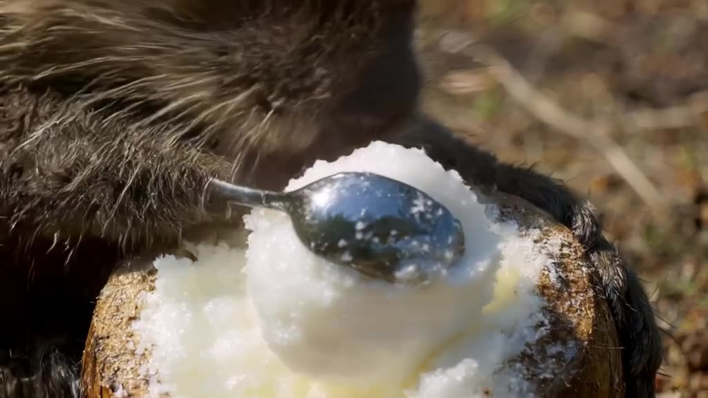 An otter cracks open a giant coconut shell filled with coconut ice cream. It uses a shiny…