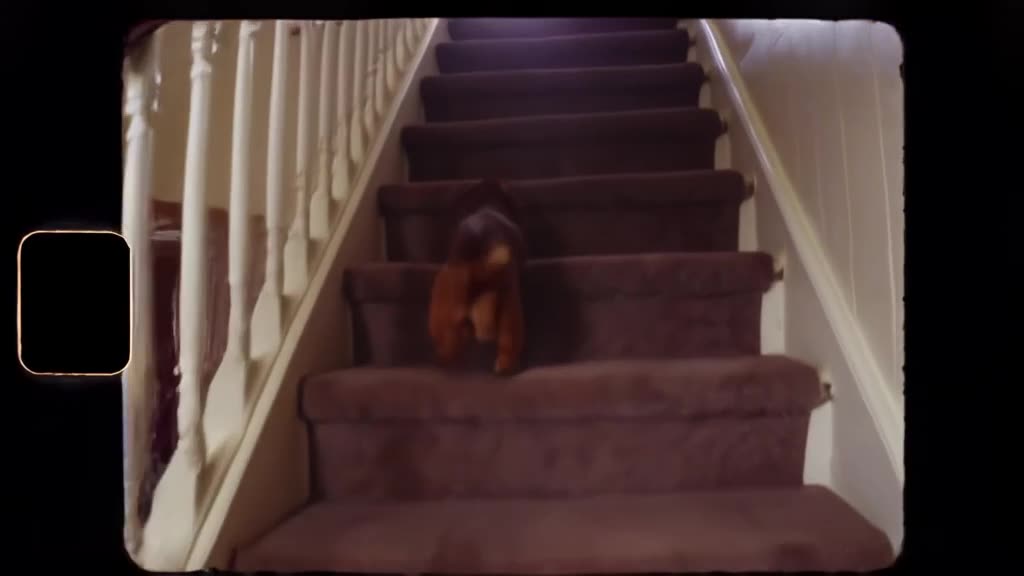 A Dachshund ‘logs’ perfectly down a staircase carpet, one paw at a time. Sunlight streams…