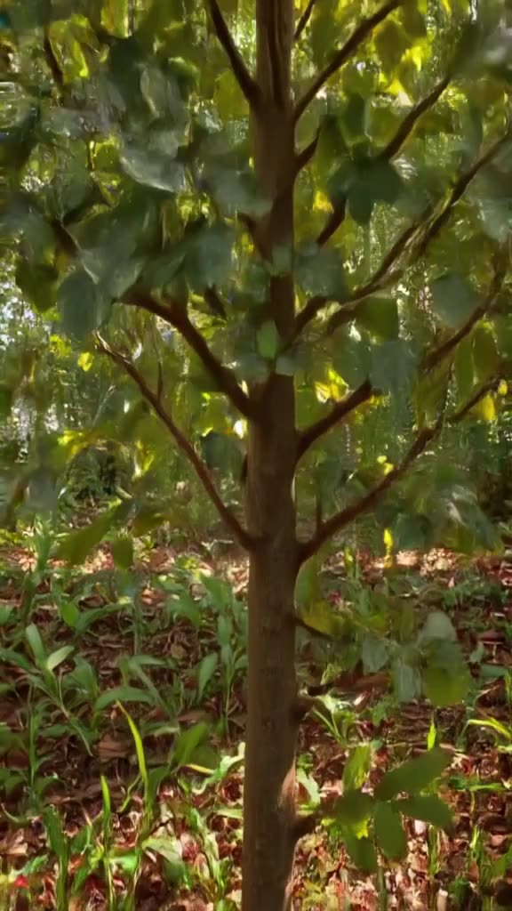 A houseplant grows rapidly, blooming into a tree made of paper money. Sunlight filters th…