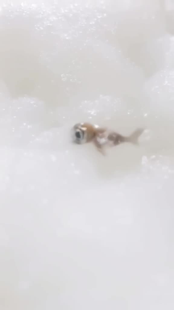 A tiny diver swims through a bubble bath made of champagne foam. Bubbles pop gently aroun…