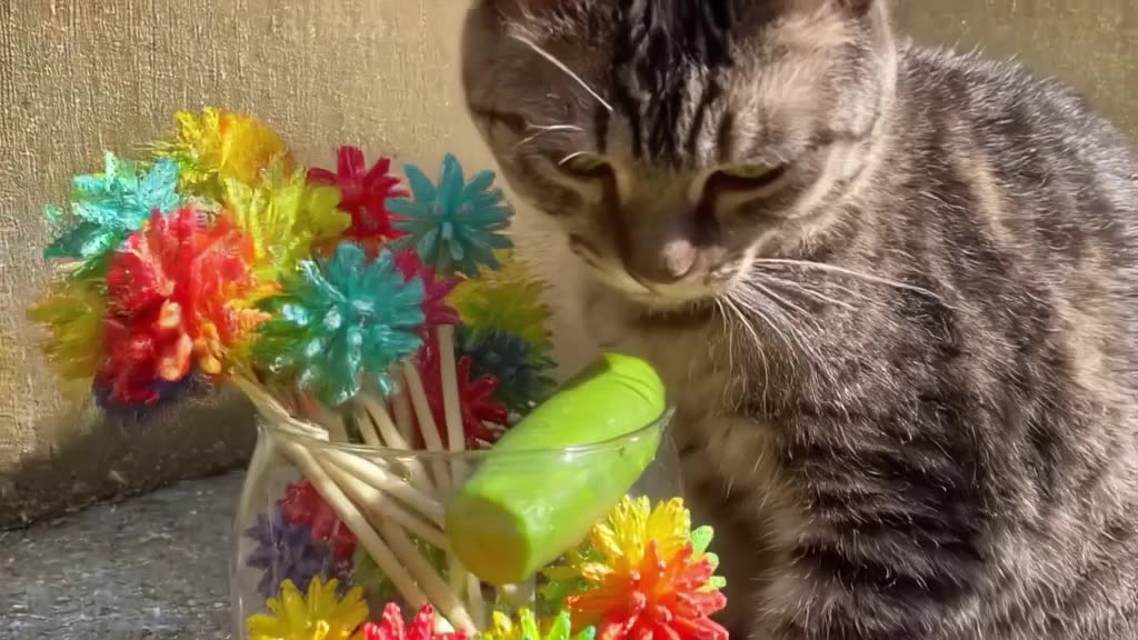A cat wraps itself around a large jar of rainbow lollipops. A cucumber is stuck to the gl…