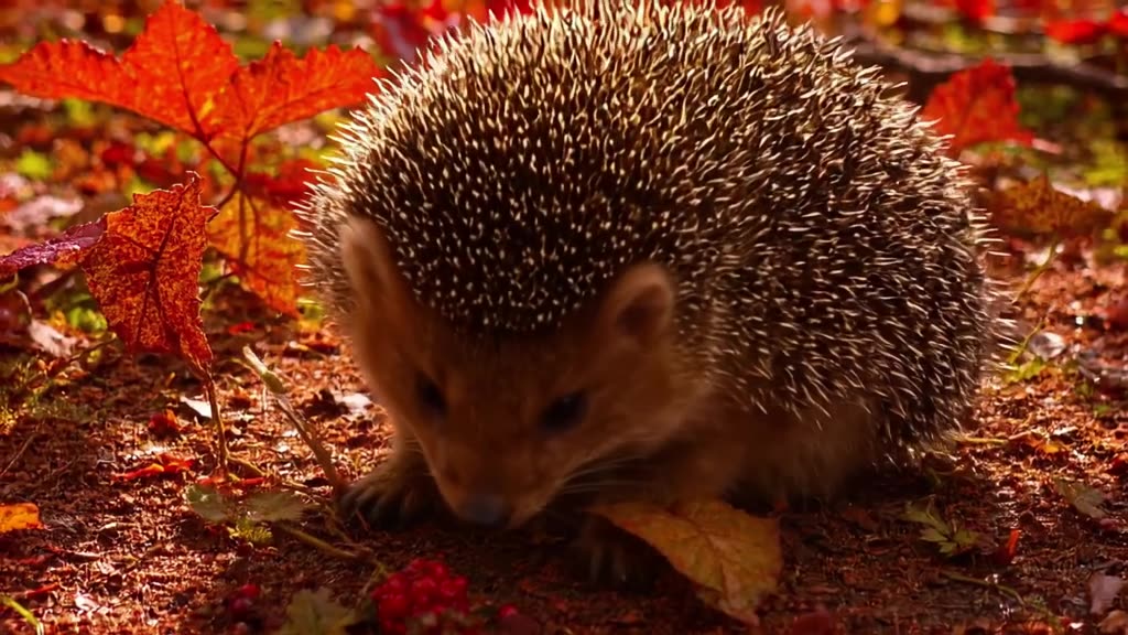 A hedgehog rolls into a perfect ball, then unrolls to grab a berry. Dappled autumn light …