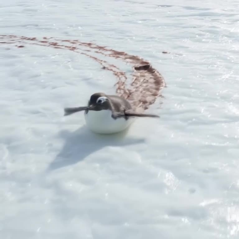A penguin slides across ice that suddenly turns into a sheet of chocolate. It skids grace…