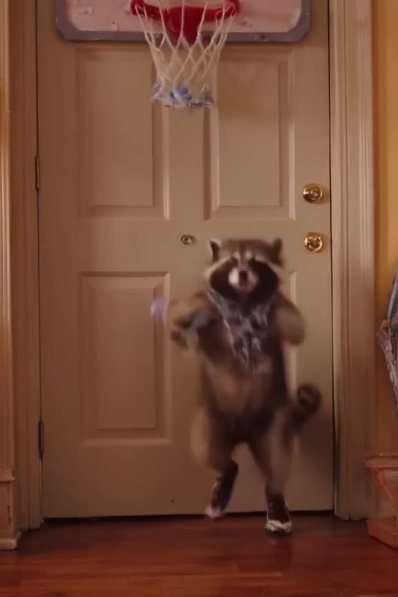 A Raccoon tears off a paper basketball hoop on a door, wearing the net like a scarf. It r…