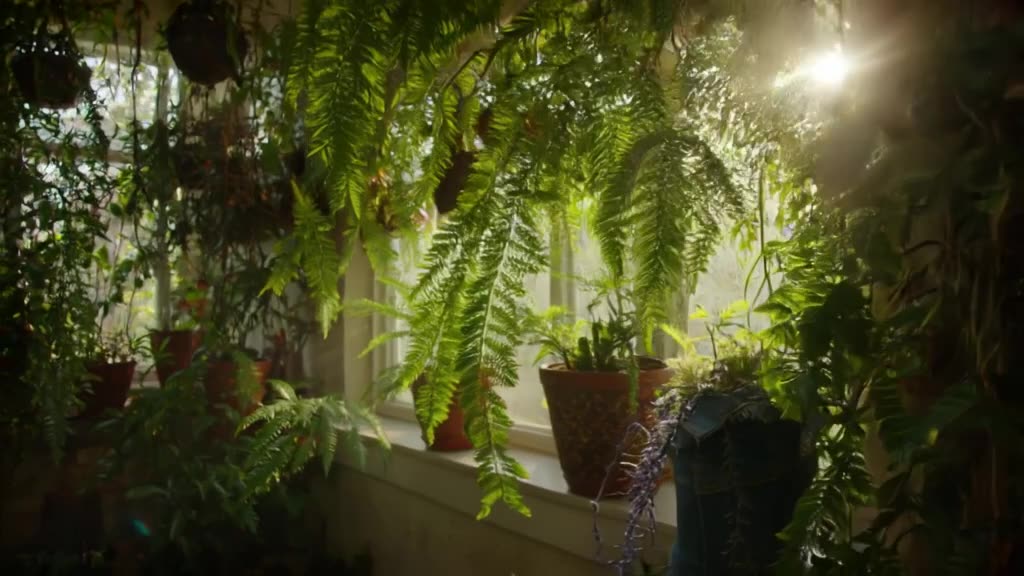 Sunroom filled with hanging plants. A small potted fern wearing a tiny denim jacket dance…
