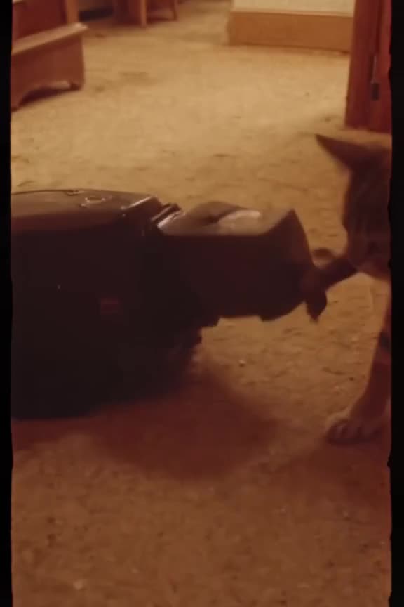 A VHS-filtered video of a robot vacuum bumping into a cat’s tail repeatedly, with cute 'b…