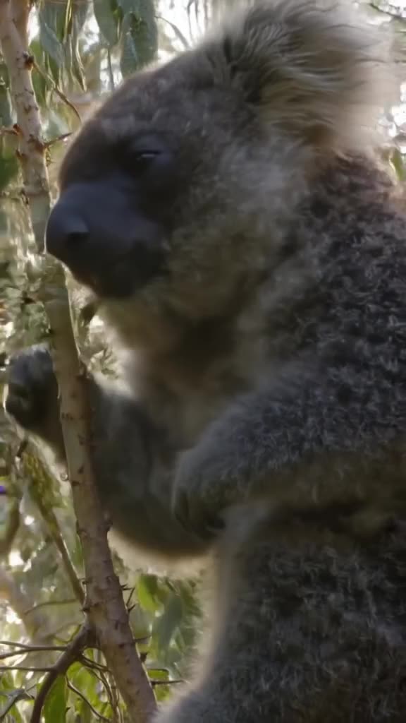 A koala clings to a eucalyptus branch, chewing lazily while leaves fall gently around it.…