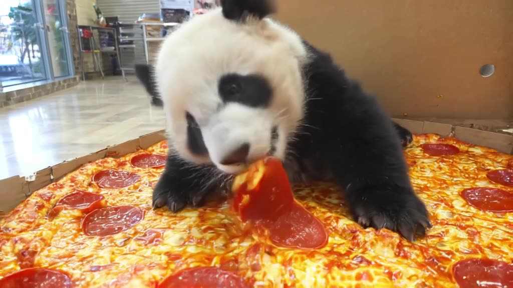 A baby panda rolls around a giant pepperoni pizza box like it’s a luxury bed. It paws at …