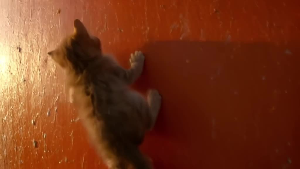 Low angle tracking shot of a tiny kitten trying to climb a massive, bright orange surfboa…