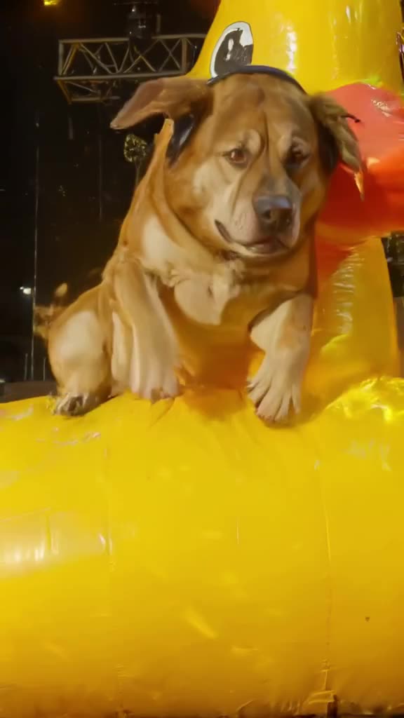 A dog wearing headphones gets lost in the music and startles when a giant inflatable duck…