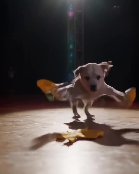 A puppy wearing foam fingers slips on a banana peel near the stage lights, spinning in pl…