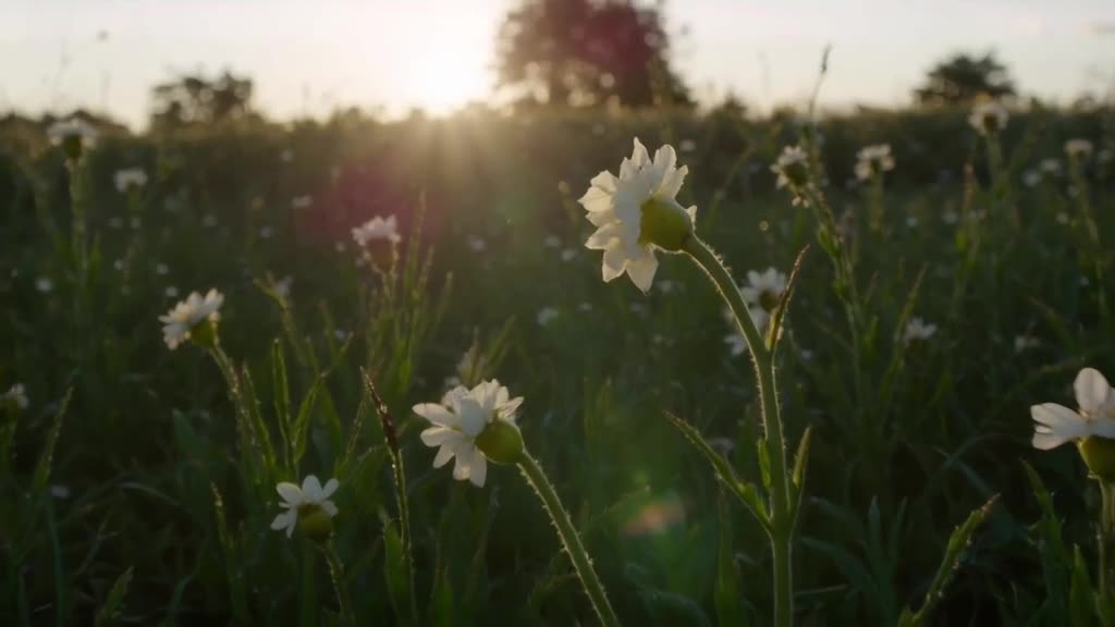 Tiny gardener waters a single flower petal with a dewdrop dropper. The petal shivers and …