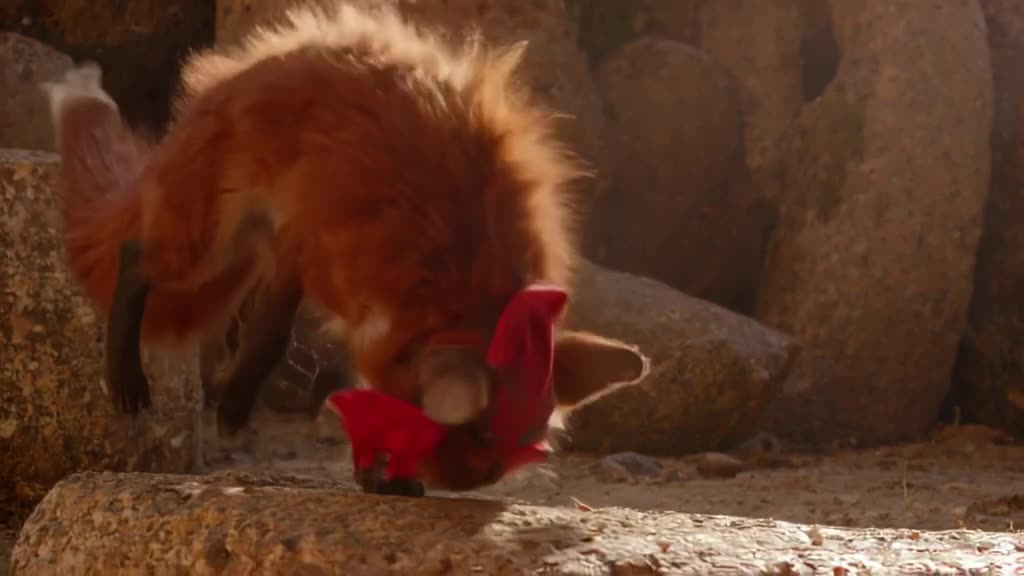 A red fox wearing a jester hat does a backflip onto a large stone drum, then does the wor…