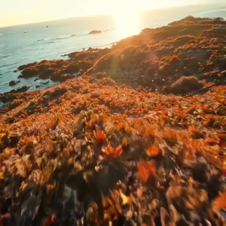 A drone view diving rapidly from the sunlit surface down into a vibrant, colorful coral g…