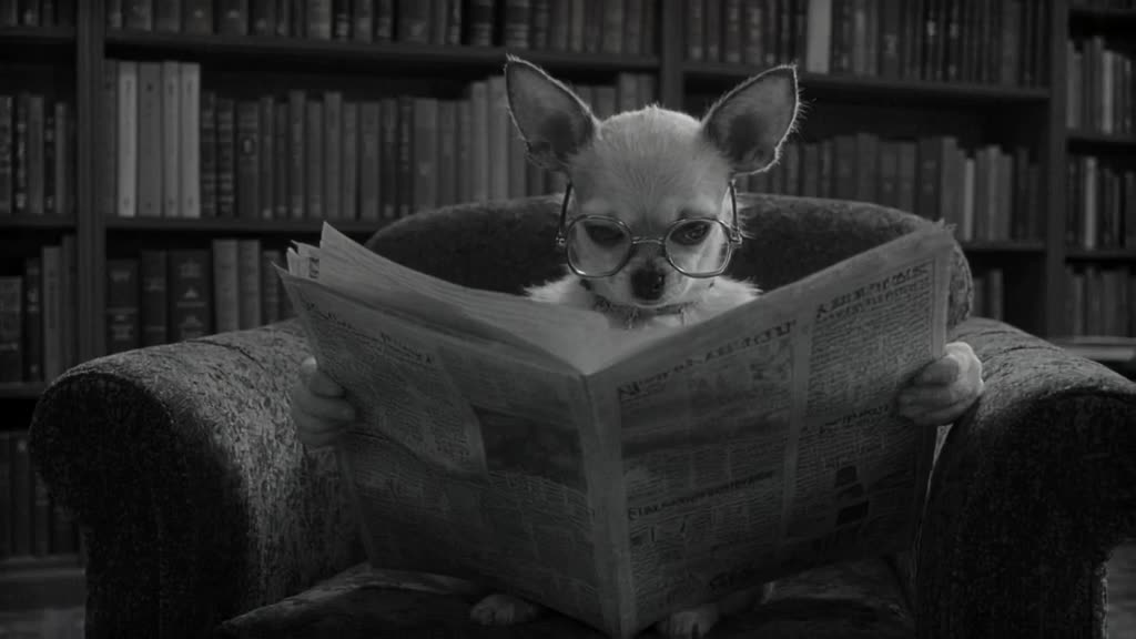 Chihuahua wearing oversized glasses tries to read a newspaper while sitting on a velvet a…