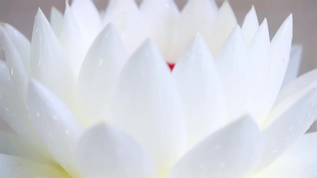 A pristine, white water lily opens to reveal a perfect, multi-layered rainbow cake inside…