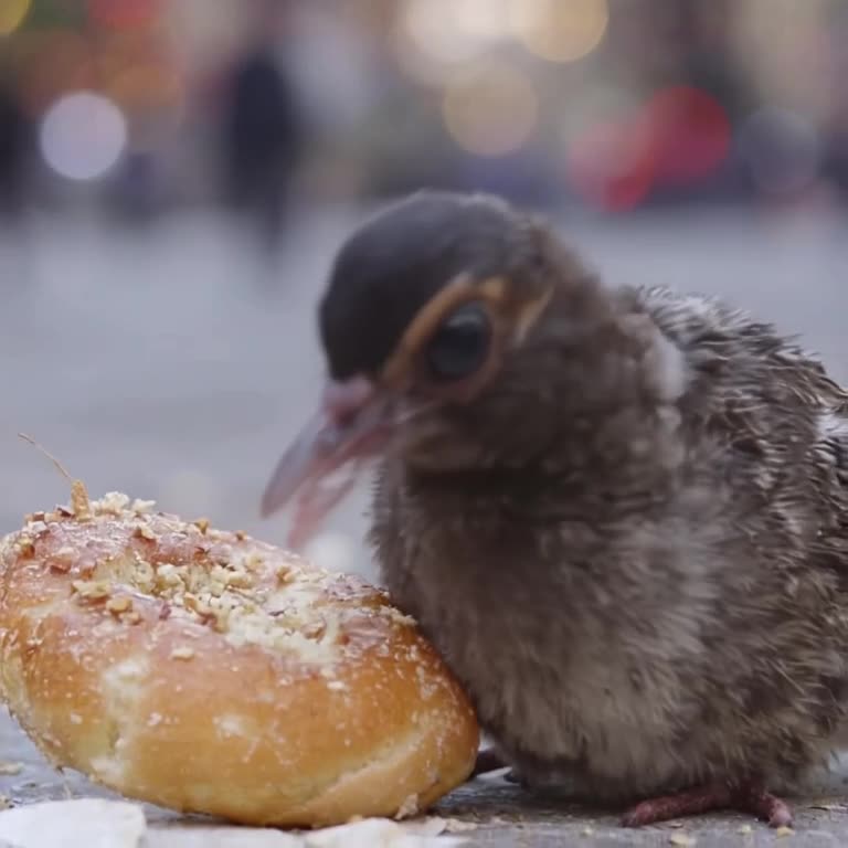 Pigeon struts past a fancy bagel, eyes glued to it. Urban background blur, bokeh lights. …