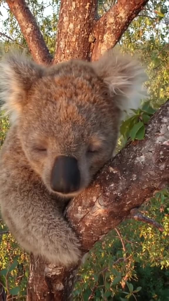 Drone shot pulls back rapidly from a baby koala sleeping in a eucalyptus tree. A leaf gen…