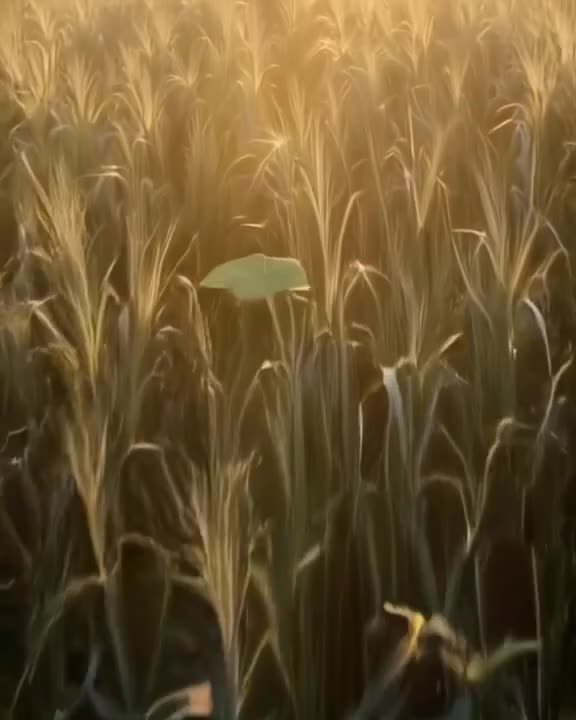 A drone shot follows a single leaf falling through a field of tall, glass-like grass. The…