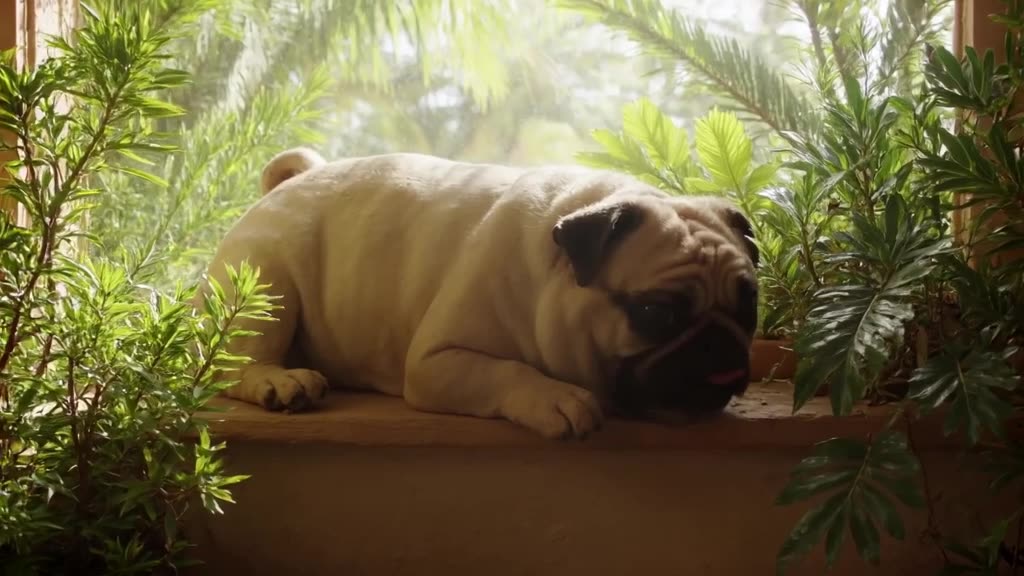 A Pug sleeps with its tongue slightly out on a windowsill, surrounded by tropical plants.…