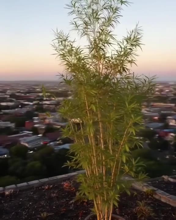 Rooftop garden at twilight. A single potted bamboo plant grows rapidly in time-lapse, lea…