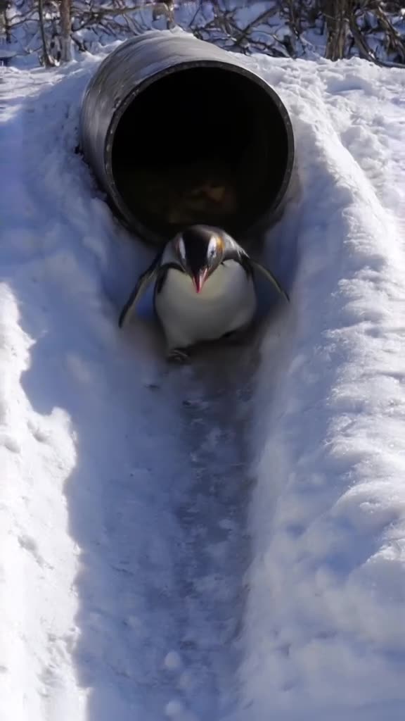 POV: A penguin slides perfectly down a smooth, curved motorcycle exhaust pipe into a pile…