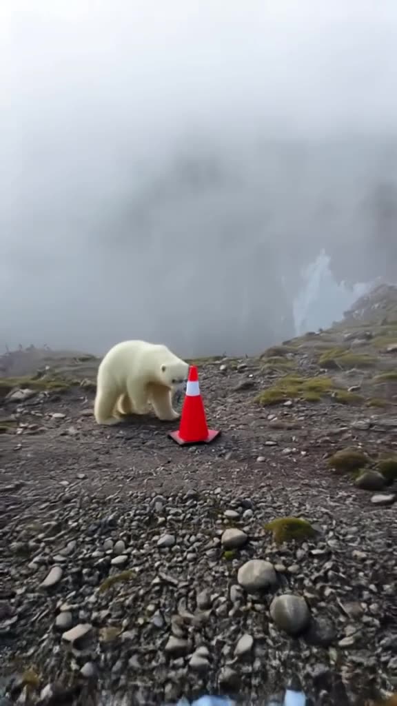 An orange traffic cone stands alone on a gravel path near icy cliffs. A polar bear cub sl…