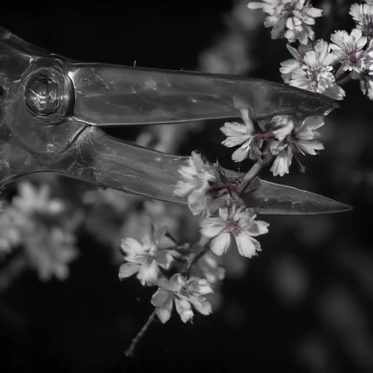 A pair of elegant silver scissors trims a cherry blossom branch with surgical precision. …