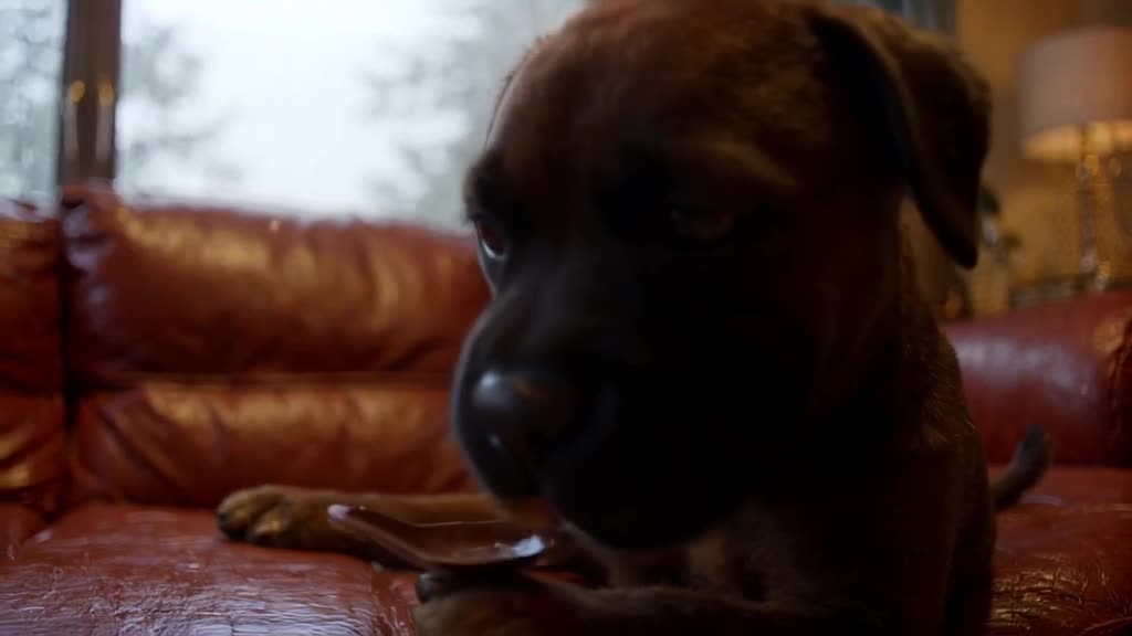 A Boxer puppy licks chocolate off a spoon while sitting on a leather couch. Rain falls ge…