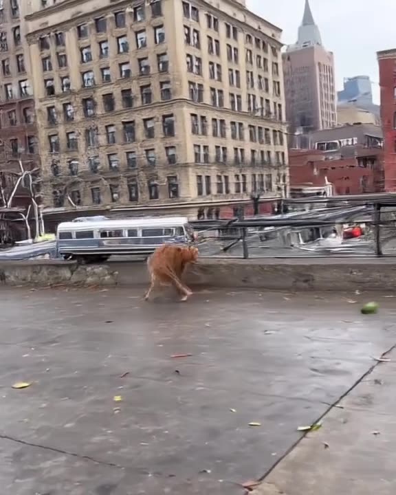 Documentary style, handheld camera shake. A stray cat on a New York rooftop hisses at a c…