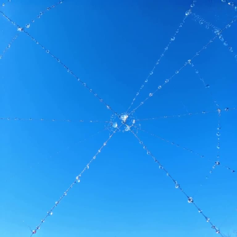 A spiderweb glistens with morning dew under bright blue sky. A single raindrop hits the w…