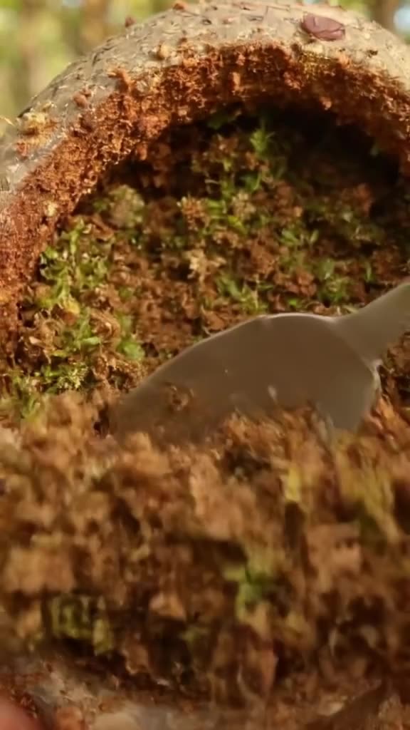 A hollowed-out coconut shell holds a miniature forest scene. A spoon digs in, revealing l…