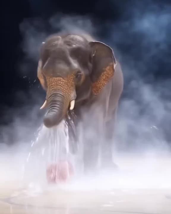 A baby elephant sprays water from its trunk onto a basketball, making it sparkle under st…