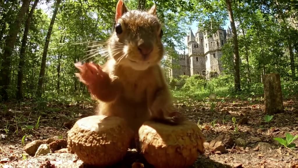 A robotic squirrel performs a rapid-fire drum solo on acorn caps in a forest clearing nea…